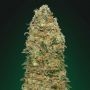 White Widow Feminized Marijuana Strain by OO Seeds For Sale Online at Cannabis Seeds Outlet