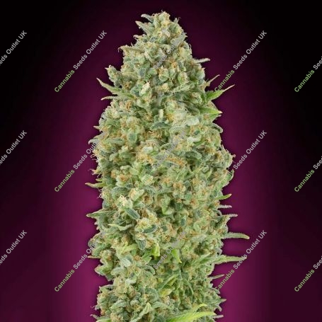 Bubblegum Automatic Feminized Marijuana Strain by OO Seeds For Sale Online at Cannabis Seeds Outlet