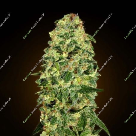 California Kush Auto Feminized Marijuana Strain by OO Seeds For Sale Online at Cannabis Seeds Outlet