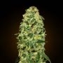 California Kush Auto Feminized Marijuana Strain by OO Seeds For Sale Online at Cannabis Seeds Outlet