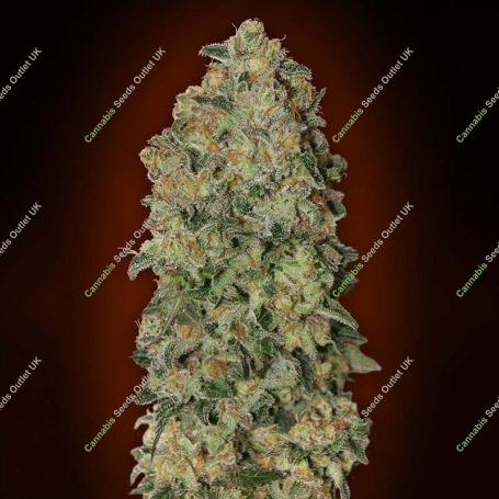 Chocolate Skunk Auto Feminized Marijuana Strain by OO Seeds For Sale Online at Cannabis Seeds Outlet