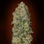 Chocolate Skunk Auto Feminized Marijuana Strain by OO Seeds For Sale Online at Cannabis Seeds Outlet