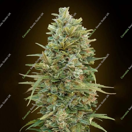 Do-Si-Do Cookies Auto Feminized Marijuana Strain by OO Seeds For Sale Online at Cannabis Seeds Outlet