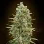 Do-Si-Do Cookies Auto Feminized Marijuana Strain by OO Seeds For Sale Online at Cannabis Seeds Outlet