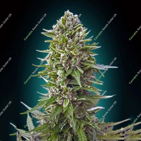 Northern Lights Auto Feminized Marijuana Strain by OO Seeds For Sale Online at Cannabis Seeds Outlet