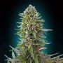 Northern Lights Auto Feminized Marijuana Strain by OO Seeds For Sale Online at Cannabis Seeds Outlet