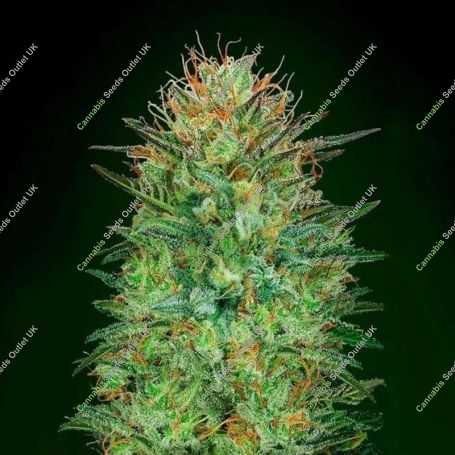 Sweet Critical Auto Feminized Marijuana Strain by OO Seeds For Sale Online at Cannabis Seeds Outlet