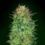 Sweet Critical Auto Feminized Marijuana Strain by OO Seeds For Sale Online at Cannabis Seeds Outlet