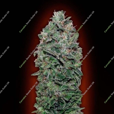 Sweet So Mango Auto Marijuana Strain by OO Seeds For Sale Online at Cannabis Seeds Outlet