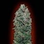 Sweet So Mango Auto Marijuana Strain by OO Seeds For Sale Online at Cannabis Seeds Outlet