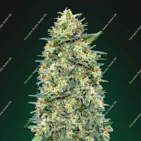 White Widow Auto Feminized Marijuana Strain by OO Seeds For Sale Online at Cannabis Seeds Outlet