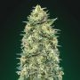 White Widow Auto Feminized Marijuana Strain by OO Seeds For Sale Online at Cannabis Seeds Outlet
