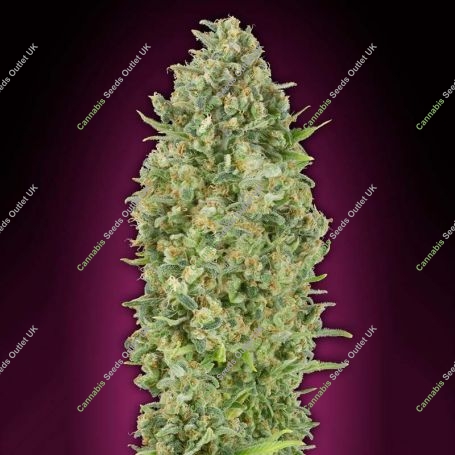 Bubble Gum Feminized Marijuana Strain by OO Seeds For Sale Online at Cannabis Seeds Outlet