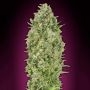 Bubble Gum Feminized Marijuana Strain by OO Seeds For Sale Online at Cannabis Seeds Outlet