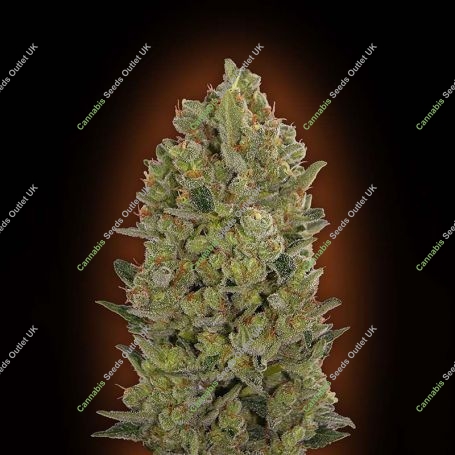 Cheese Feminized Marijuana Strain by OO Seeds For Sale Online at Cannabis Seeds Outlet