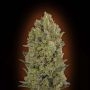 Cheese Feminized Marijuana Strain by OO Seeds For Sale Online at Cannabis Seeds Outlet