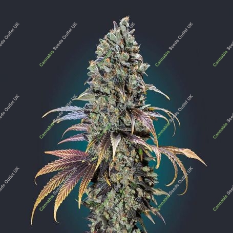 Chocolate Cream Feminized Marijuana Strain by OO Seeds For Sale Online at Cannabis Seeds Outlet