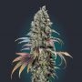 Chocolate Cream Feminized Marijuana Strain by OO Seeds For Sale Online at Cannabis Seeds Outlet