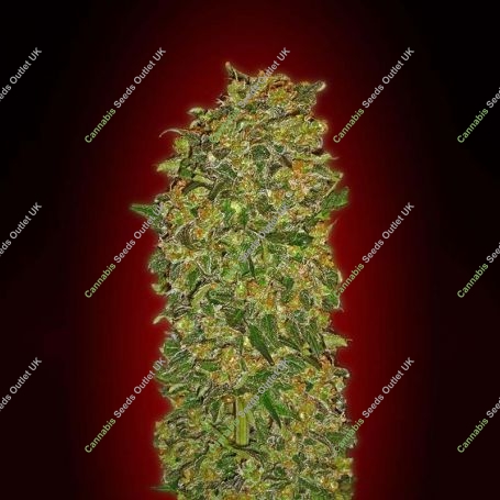 Chocolate Kush Feminized Marijuana Strain by OO Seeds For Sale Online at Cannabis Seeds Outlet