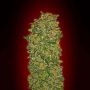 Chocolate Kush Feminized Marijuana Strain by OO Seeds For Sale Online at Cannabis Seeds Outlet