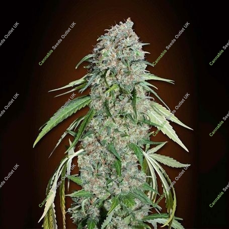 Chocolate Skunk CBD Feminized Marijuana Strain by OO Seeds For Sale Online at Cannabis Seeds Outlet