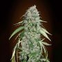 Chocolate Skunk CBD Feminized Marijuana Strain by OO Seeds For Sale Online at Cannabis Seeds Outlet