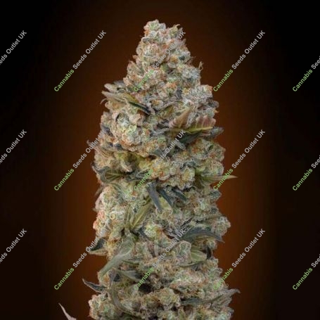 Chocolate Skunk Feminized Marijuana Strain by OO Seeds For Sale Online at Cannabis Seeds Outlet