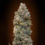 Chocolate Skunk Feminized Marijuana Strain by OO Seeds For Sale Online at Cannabis Seeds Outlet