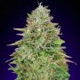 Critical Poison Fast V Female OO Cannabis Seeds