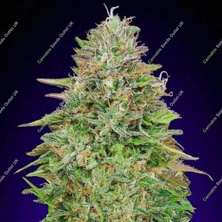 Critical Poison Fast V Feminized Marijuana Strain by OO Seeds For Sale Online at Cannabis Seeds Outlet