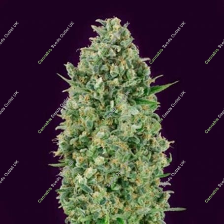 Critical Poison Feminized Marijuana Strain by OO Seeds For Sale Online at Cannabis Seeds Outlet