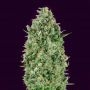 Critical Poison Feminized Marijuana Strain by OO Seeds For Sale Online at Cannabis Seeds Outlet