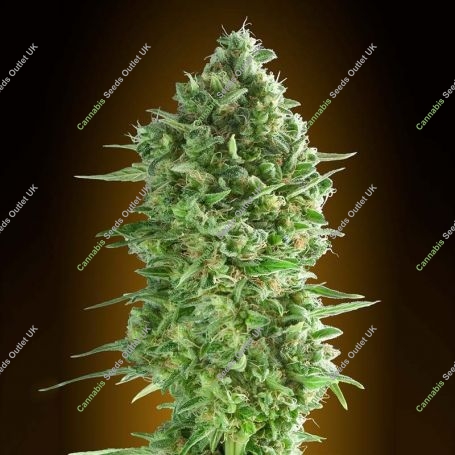 Do-Si-Do Cookies Feminized Marijuana Strain by OO Seeds For Sale Online at Cannabis Seeds Outlet