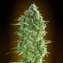 Do-Si-Do Cookies Feminized Marijuana Strain by OO Seeds For Sale Online at Cannabis Seeds Outlet