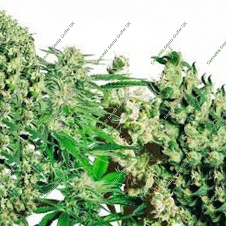 Female Mix Feminized Marijuana Strain by OO Seeds For Sale Online at Cannabis Seeds Outlet