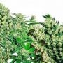Female Mix Feminized Marijuana Strain by OO Seeds For Sale Online at Cannabis Seeds Outlet