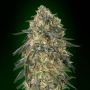 Gorilla Feminized Marijuana Strain by OO Seeds For Sale Online at Cannabis Seeds Outlet