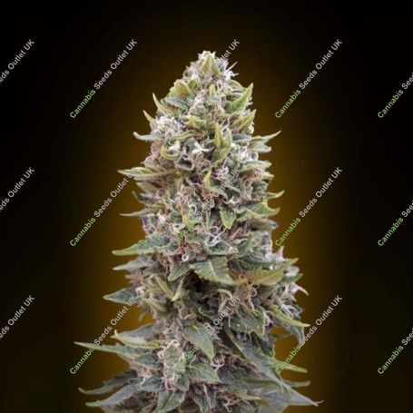 Cheese Berry Auto (Hashchis Berry) Feminized Marijuana Strain by OO Seeds For Sale Online at Cannabis Seeds Outlet