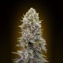 Cheese Berry Auto (Hashchis Berry) Feminized Marijuana Strain by OO Seeds For Sale Online at Cannabis Seeds Outlet