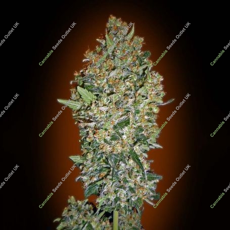 Cheese Berry Marijuana Strain by OO Seeds For Sale Online at Cannabis Seeds Outlet