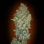 Cheese Berry Marijuana Strain by OO Seeds For Sale Online at Cannabis Seeds Outlet
