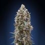 Kush Auto Feminized Marijuana Strain by OO Seeds For Sale Online at Cannabis Seeds Outlet