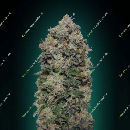 Northern Lights Feminized Marijuana Strain by OO Seeds For Sale Online at Cannabis Seeds Outlet