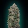 Northern Lights Feminized Marijuana Strain by OO Seeds For Sale Online at Cannabis Seeds Outlet