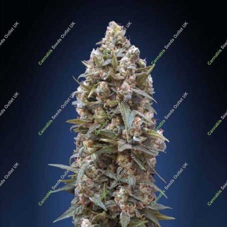 OO Kush Feminized Marijuana Strain by OO Seeds For Sale Online at Cannabis Seeds Outlet