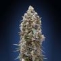 OO Kush Feminized Marijuana Strain by OO Seeds For Sale Online at Cannabis Seeds Outlet