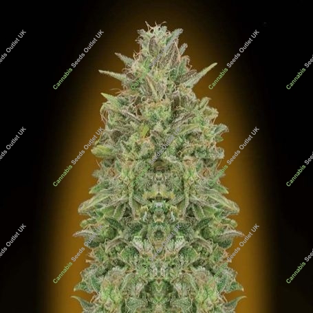 OO Skunk Feminized Marijuana Strain by OO Seeds For Sale Online at Cannabis Seeds Outlet