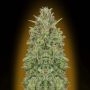OO Skunk Feminized Marijuana Strain by OO Seeds For Sale Online at Cannabis Seeds Outlet