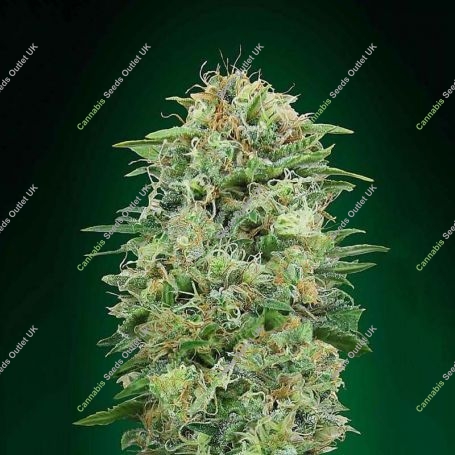 White Widow CBD Feminized Marijuana Strain by OO Seeds For Sale Online at Cannabis Seeds Outlet