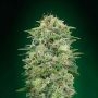White Widow CBD Feminized Marijuana Strain by OO Seeds For Sale Online at Cannabis Seeds Outlet